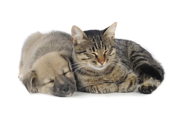 Katze und Hund — Stockfoto