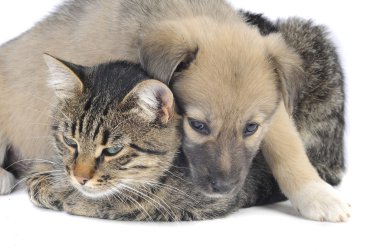 Kedi ve köpek.