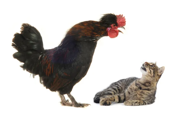 Black cock and cat — Stock Photo, Image
