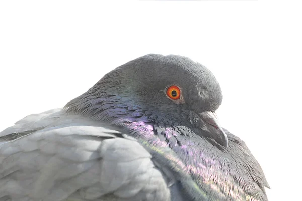 Portrait un pigeon — Photo