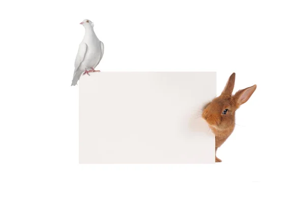 Coniglio e colomba — Foto Stock