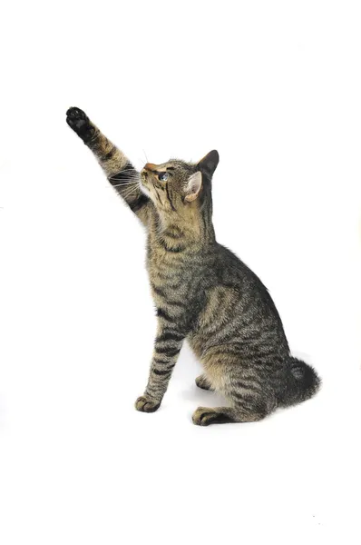 Funny cat — Stock Photo, Image