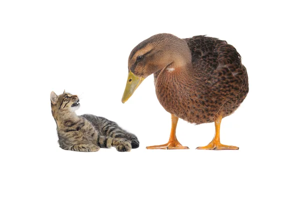 Ördek ve kedi — Stok fotoğraf