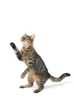 Cat with the lifted paw