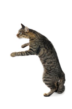 Cat with the lifted paw