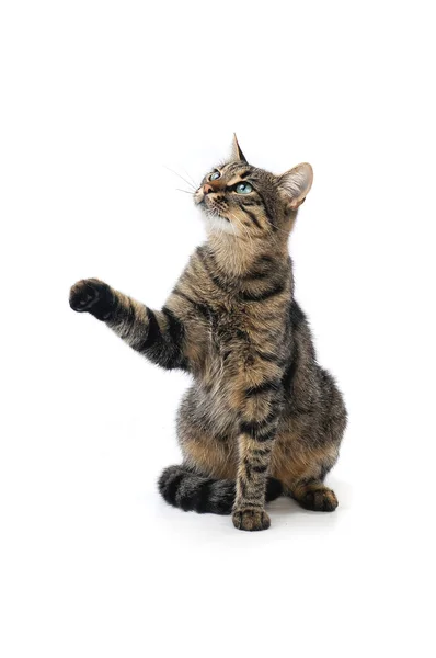 Cat with the lifted paw — Stockfoto