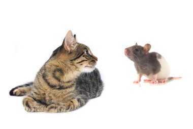 Kedi ve Fare