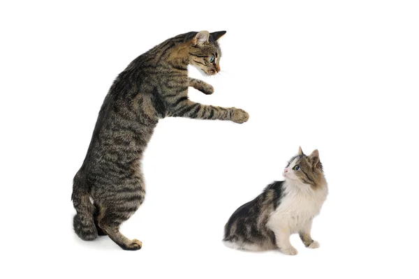 Cat and kitten with the lifted paw — Stock Photo, Image