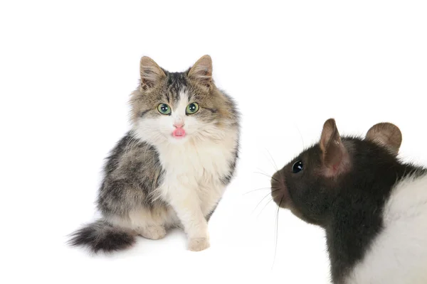 Gato y ratón — Foto de Stock