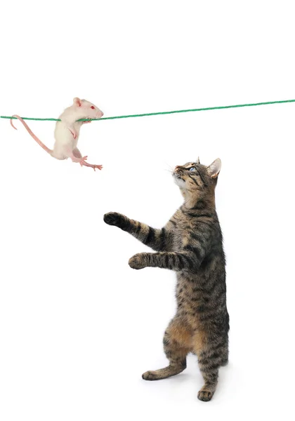 Katz und Maus — Stockfoto