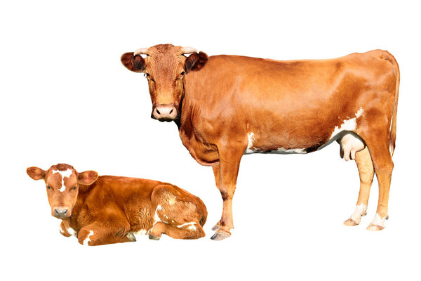 brown cow