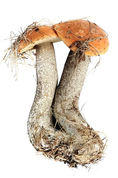 Dvě houby — Stock fotografie