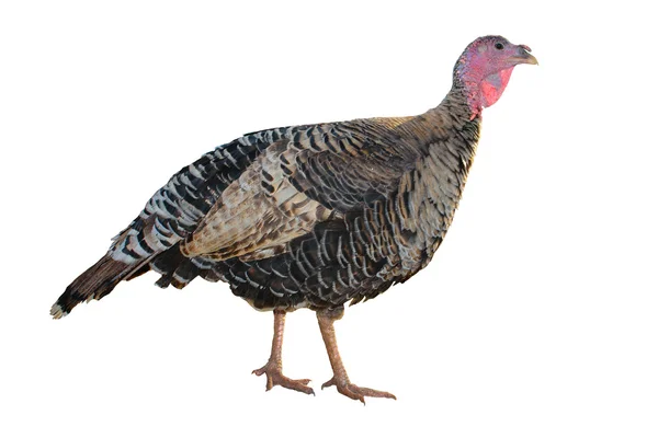 Female Turkey — Stock Photo, Image