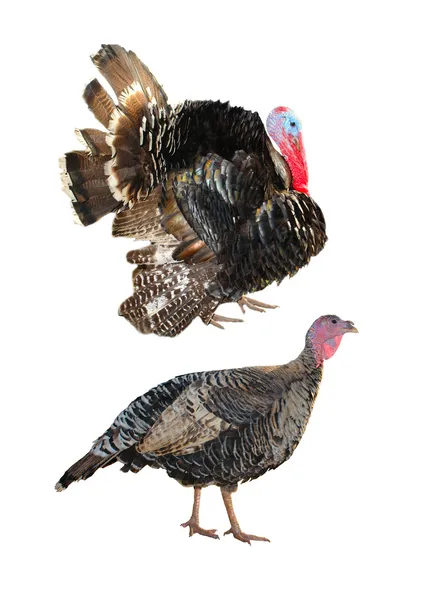 Two Turkey — Stock Photo, Image