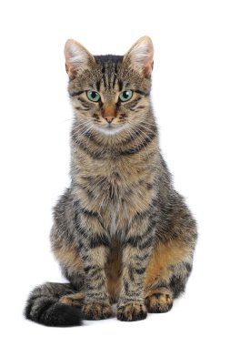 Kedi izole edildi.