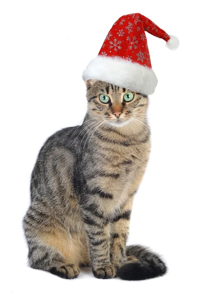 Noel Noel Baba kedi — Stok fotoğraf