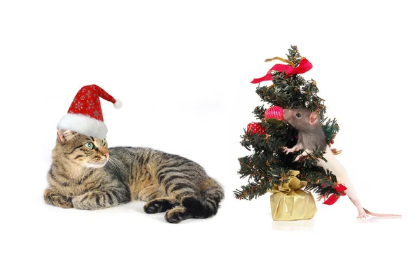 Natal Santa gato e rato — Fotografia de Stock