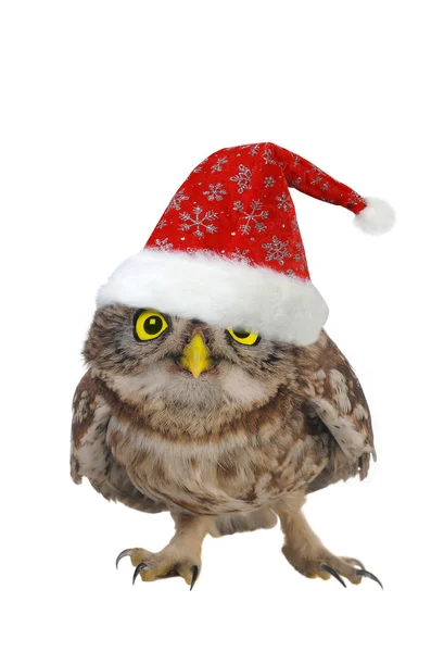 Owl — Stock Photo, Image