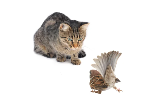 Cat with a sparrow — Stock Photo, Image