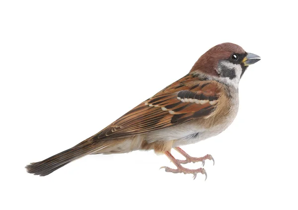 Sparrow — Stock fotografie