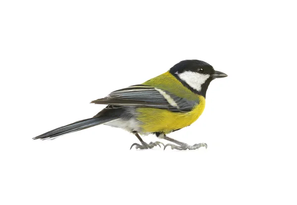 Titmouse — Stock Photo, Image