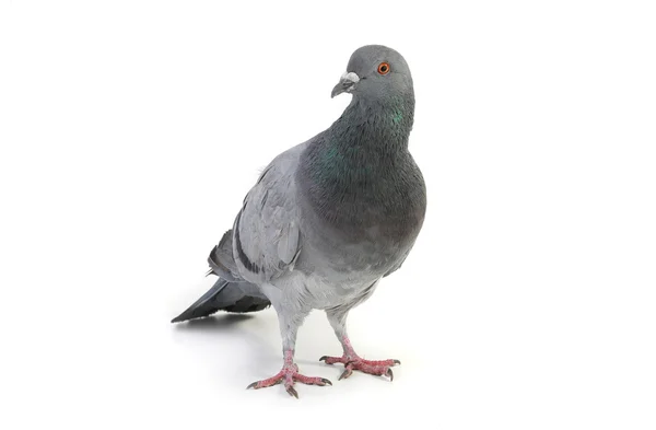 Gray dove — Stock Photo, Image