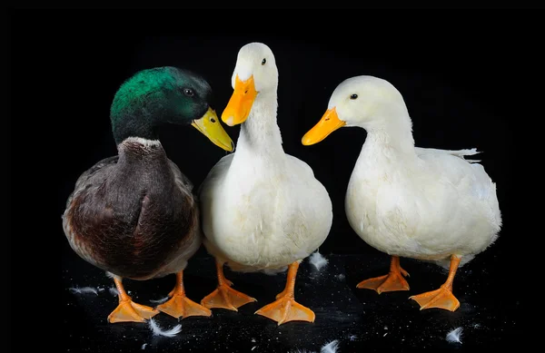 Three duck — Stock Photo, Image