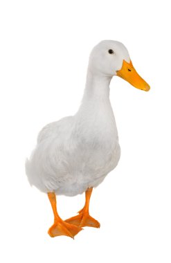 duck white clipart