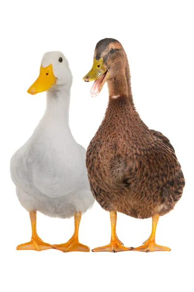 Duck white — Stock Photo, Image