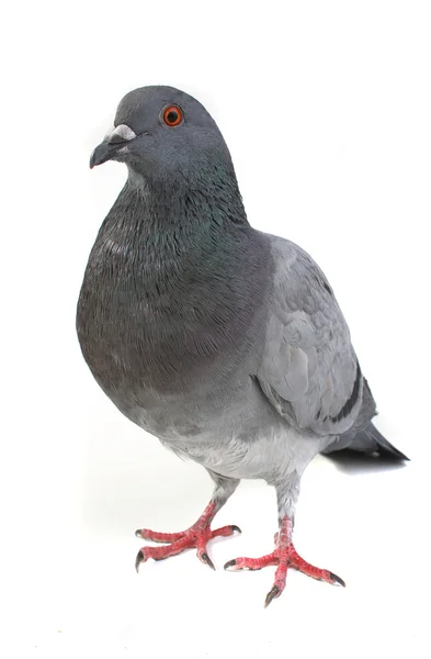 Gray dove — Stock Photo, Image