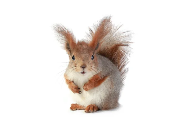 European grey squirre — Stock Photo, Image