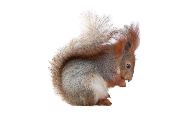 Ευρωπαϊκό squirre γκρι — Φωτογραφία Αρχείου