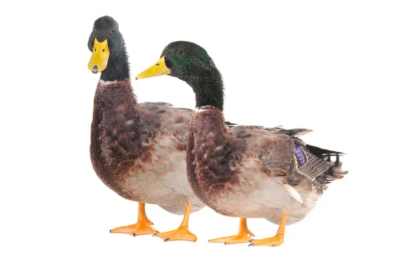 Duck — Stock Photo, Image