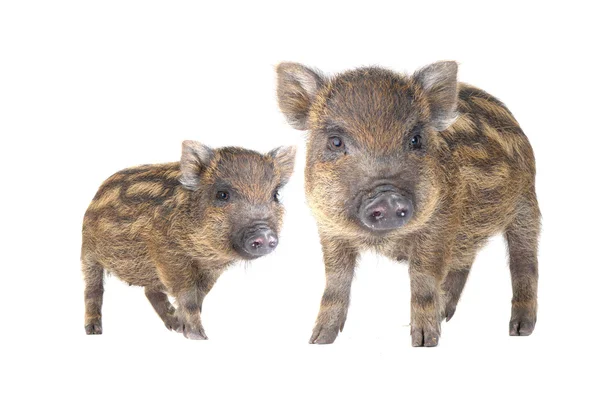 Pig small — Stock Photo, Image