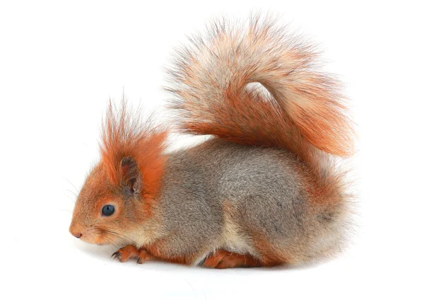 Squirrel — Stock Photo, Image