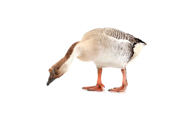 Goose — Stock Photo, Image