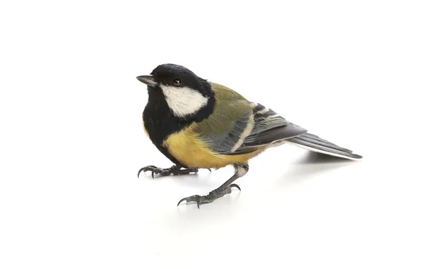 Titmouse — Stock Photo, Image