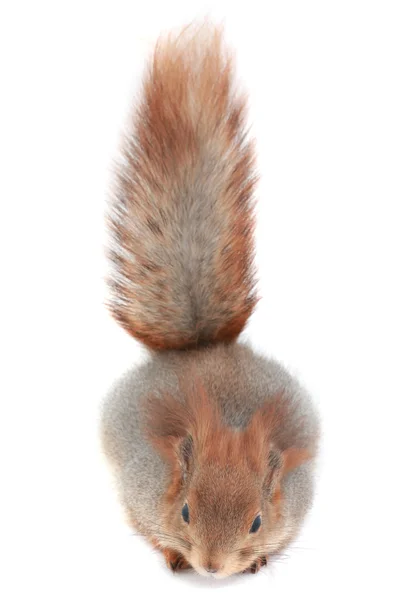 Eichhörnchen, — Stockfoto