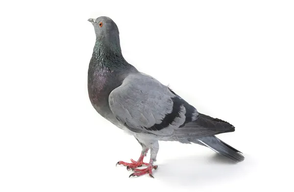 Gray dove — Stock Photo, Image