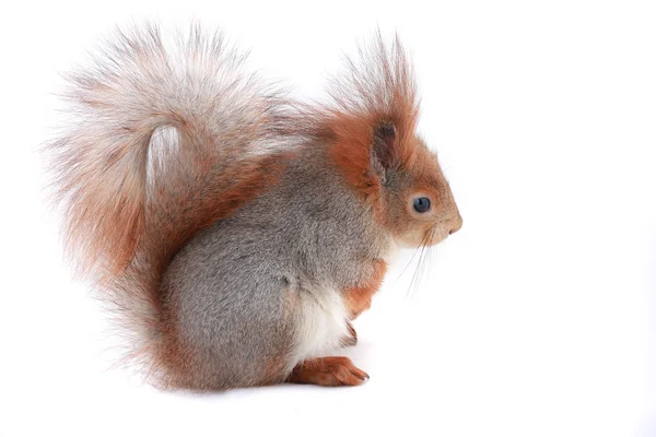 Squirrel, — Stock Photo, Image