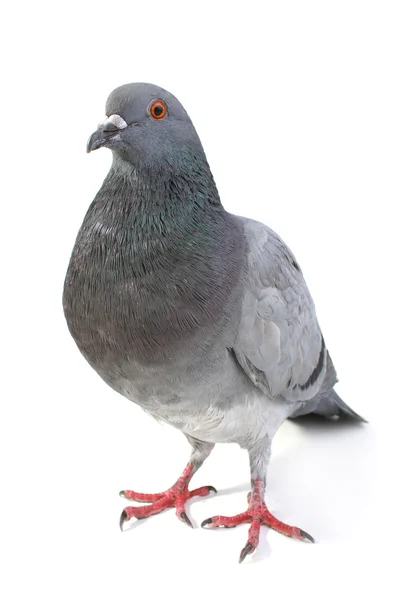 Серый голубь — стоковое фото