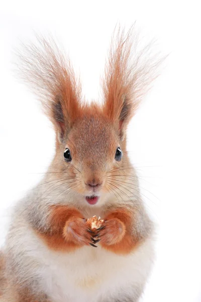 Squirrel — Stock Photo, Image