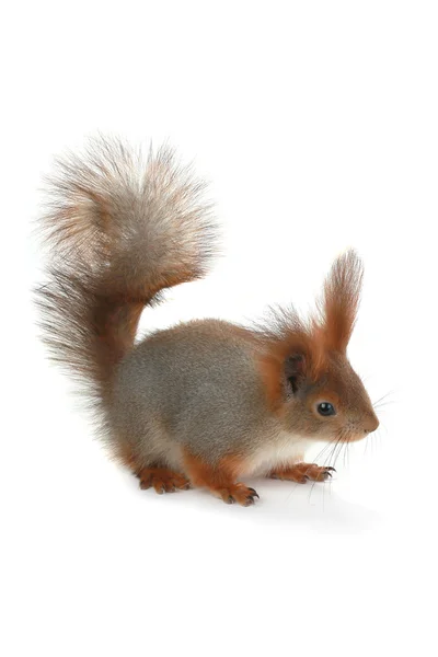 Squirrel, — Stock Photo, Image