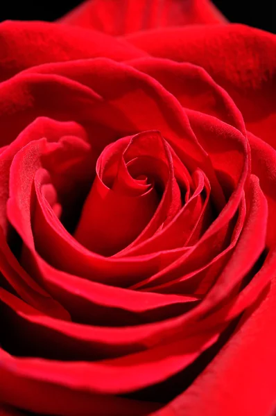 Hermosa rosa roja de cerca —  Fotos de Stock