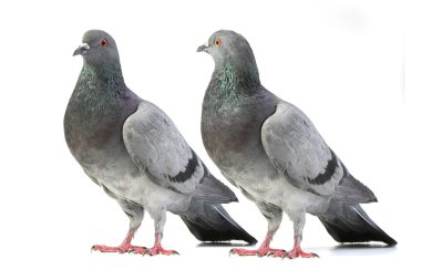 pigeons clipart