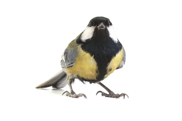 Titmouse — Zdjęcie stockowe