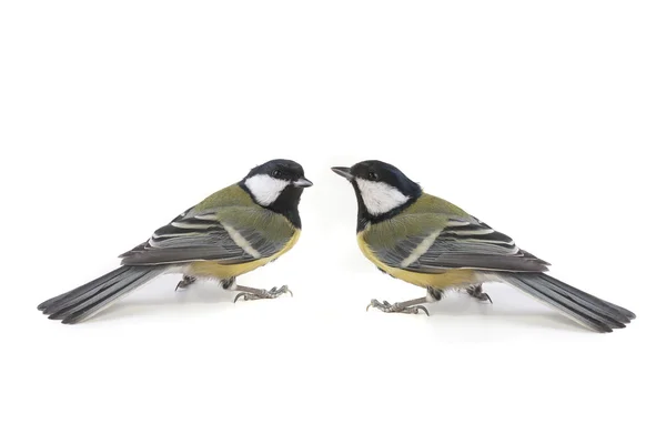 Titmouse — Stock Photo, Image