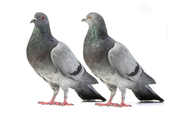 Pigeons — Stock Photo, Image