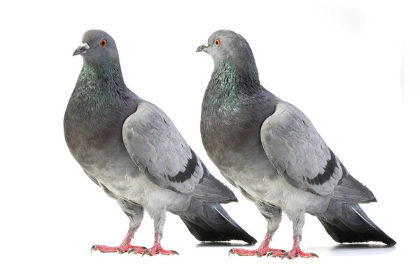 pigeons