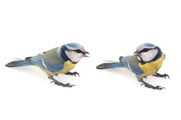 Caeruleus titmouse — Stock fotografie